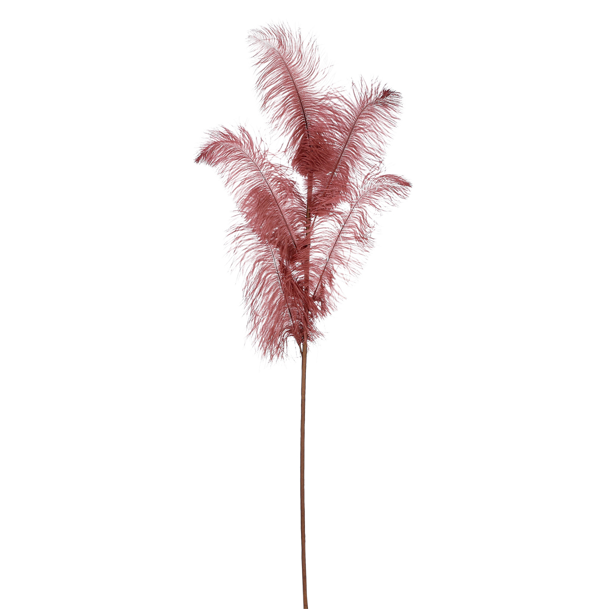 ΚΛΑΔΙ ΠΟΥΠΟΥΛΟ ΚΑΦΕ - L125 W30cm feather image