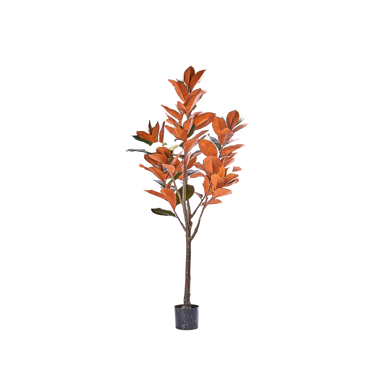 ΜΑΝΟΛΙΑ ΦΥΤΟ Η155cm image