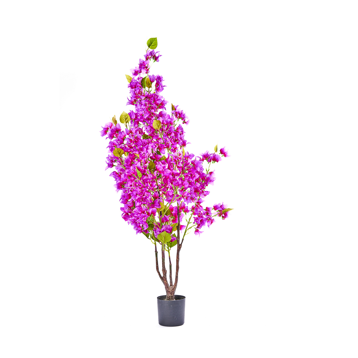 ΜΠΟΥΚΑΜΒΙΛΙΑ ΦΥΤΟ H120cm image