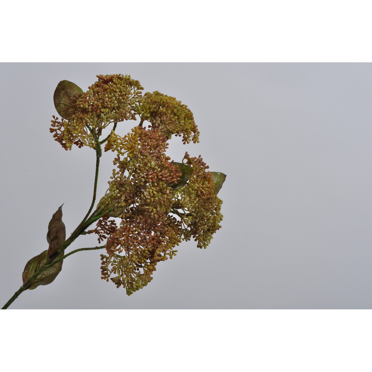 ΚΛΑΔΙ VARIA DILL ΠΡΑΣ/ΚΑΦΕ 58cm image