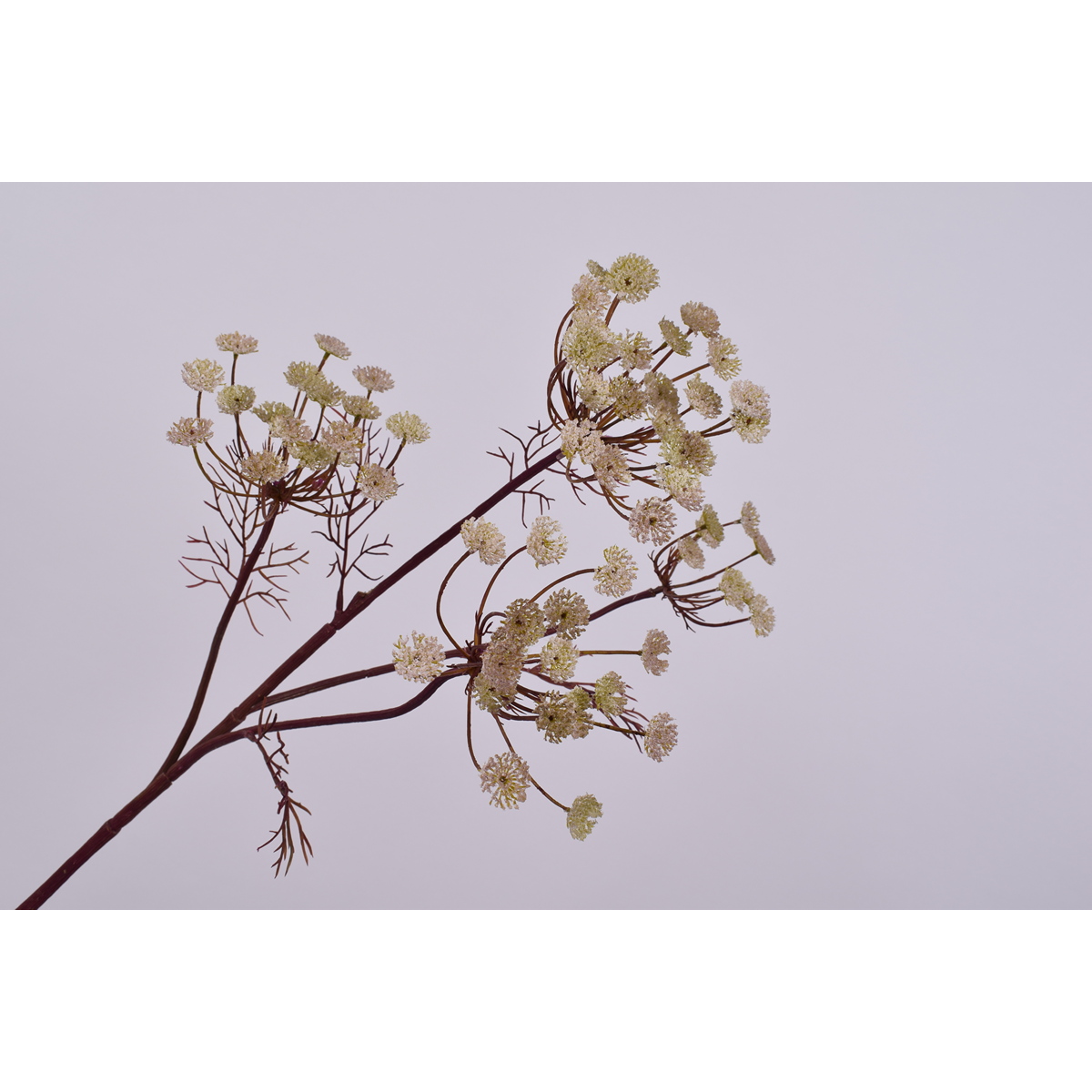 ΑΓΡΙΟΛΟΥΛΟΥΔΟ ΧΡΥΣΟ/ΡΟΖ /QUEEN AN LACE SPRAY GOLD/PINK image