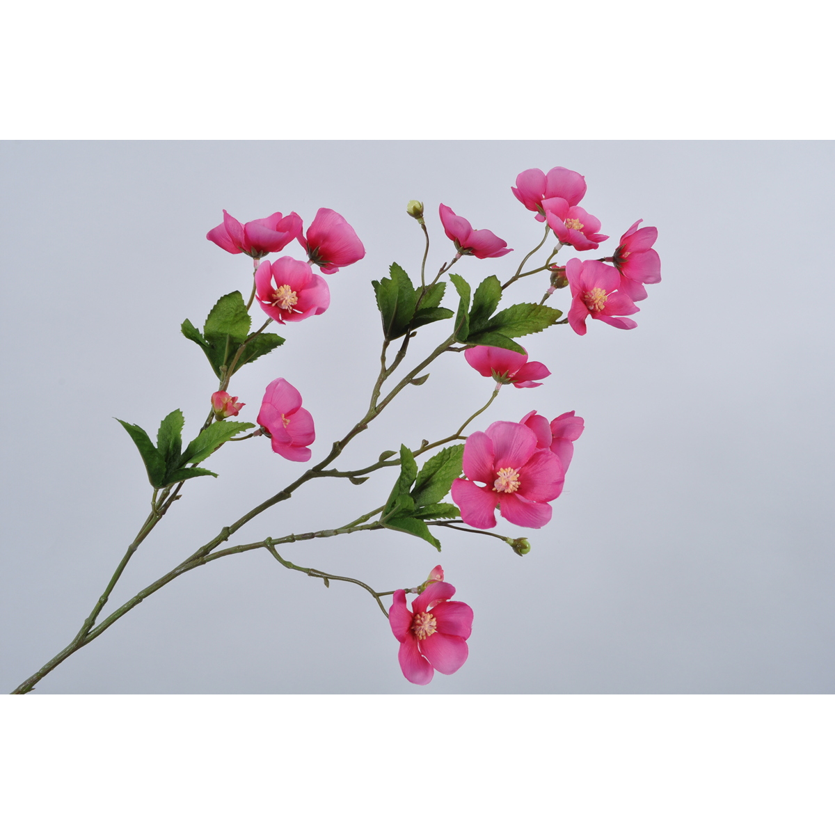 ΑΓΡΑΜΠΕΛΗ ΛΟΥΛΟΥΔΙ ΦΟΥΞΙΑ 79 CM image