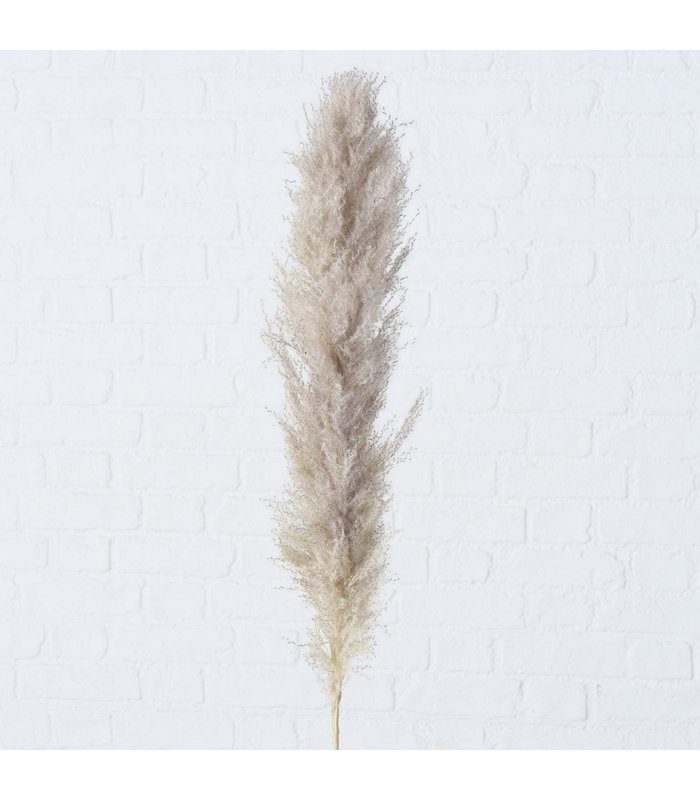 ΠΑΜΠΑΣ ΚΛΑΑΙ Pampasgras 3τμχ L25 W6 H100cm image