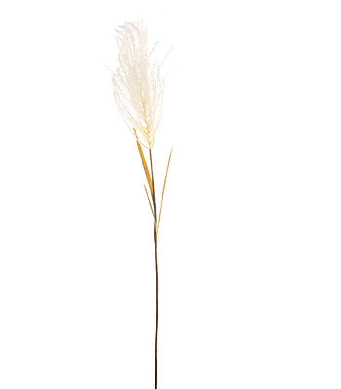 PAMPAS/ΓΥΝΕΡΙΟ ΛΕΥΚΟ ΚΛΑΔΙ H130CM image