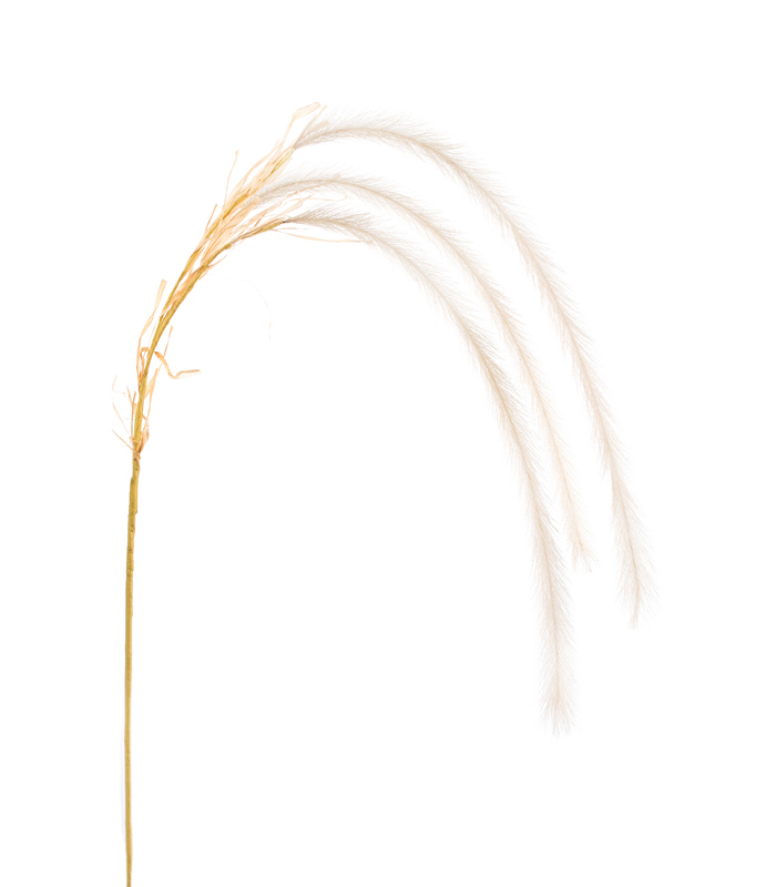 ΠΕΝΙΣΕΤΟ ΚΛΑΔΙ ΚΡΕΜΑΣΤΟ ΚΡΕΜ x 3 H138cm image