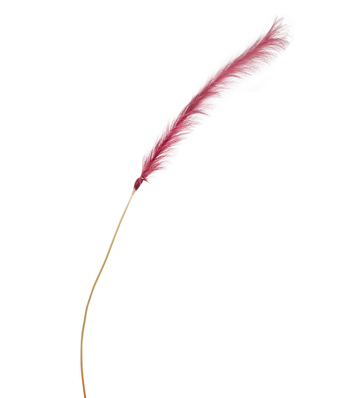 ΠΑΜΠΑΣ ΚΛΑΔΙ ΚΟΚΚΙΝΟ H180cm image