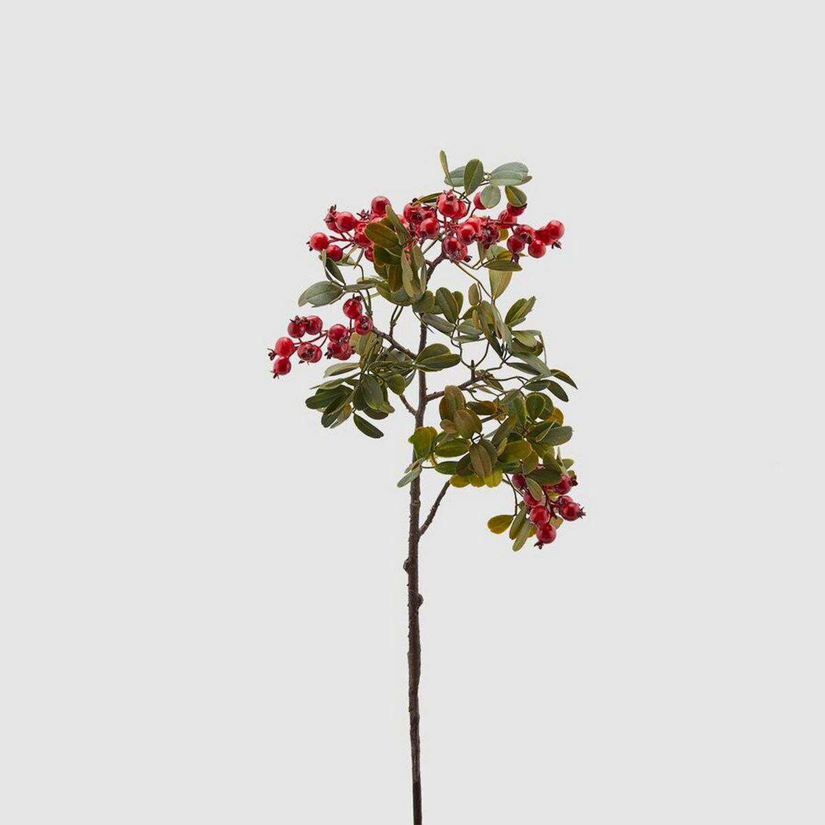 ΚΛΑΔΙ ΜΕ ΚΑΡΠΟΥΣ ΚΟΚΚΙΝΟΥΣ H75cm image