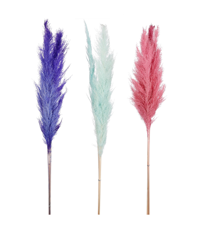 ΠΑΜΠΑΣ ΚΛΑΔΙ 3/ass bundle ΦΟΥΞ/ΜΠΛΕ/ΜΩΒ l140cm image