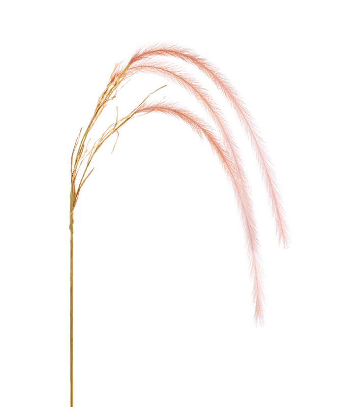 ΠΕΝΙΣΕΤΟ ΚΛΑΔΙ ΚΡΕΜΑΣΤΟ ΡΟΔΑΚΙΝΙ x 3 H138cm image