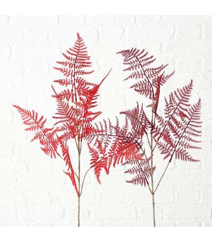 ΦΤΕΡΗ ΚΛΑΔΙ 2/ass Farn image