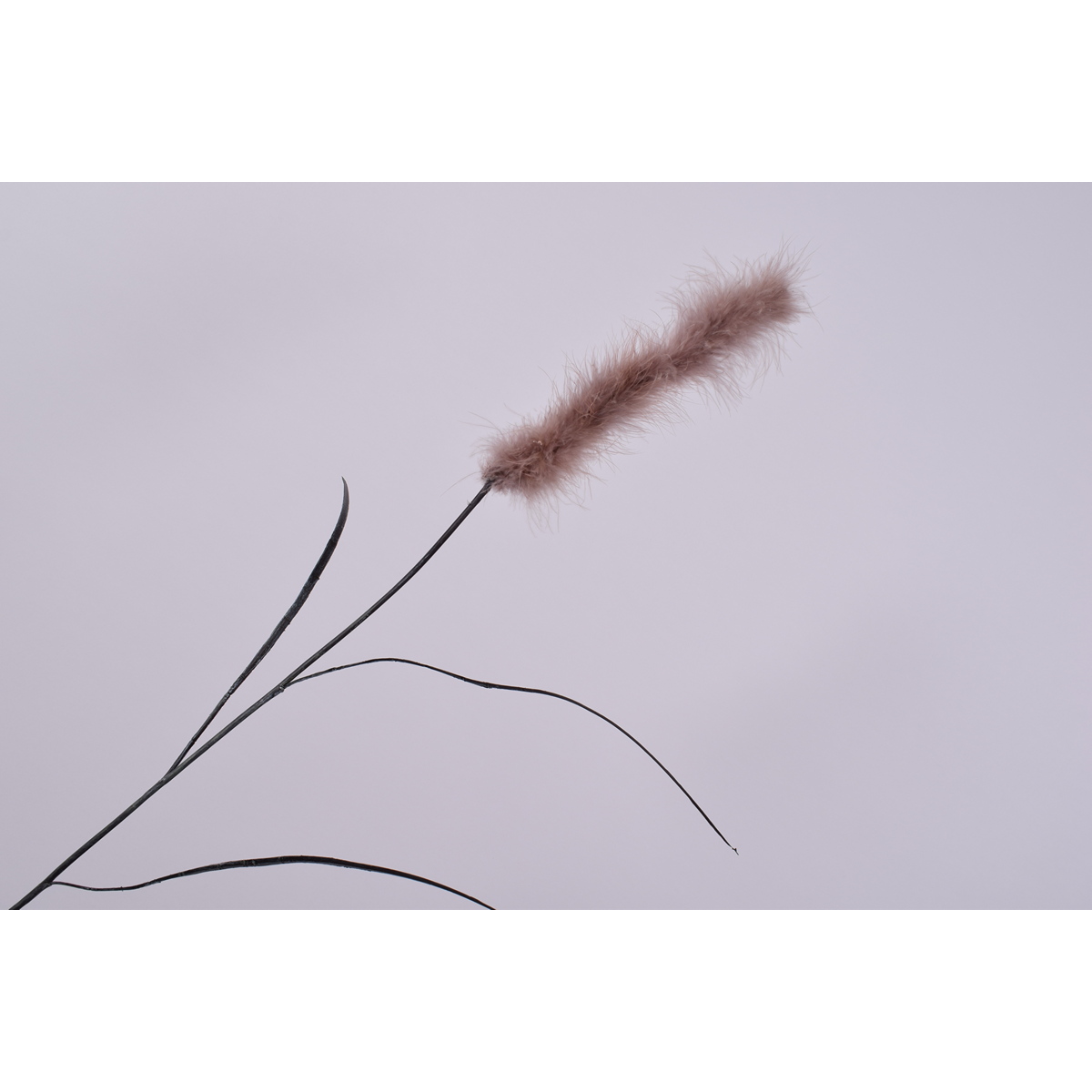 ΚΛΑΔΙ ΔΙΑΚΟΣΜΗΤΙΚΟ GRASS PLUME ΚΑΦΕ /BROWN image