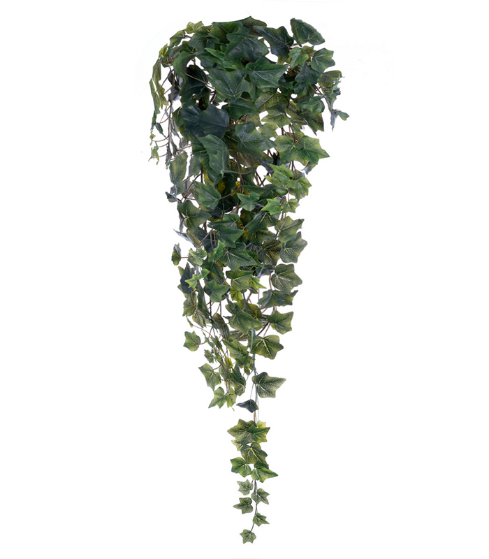 ΚΙΣΣΟΣ ΜΠΟΥΚΕΤΟ X 244 ΦΥΛΛΑ 96CM image