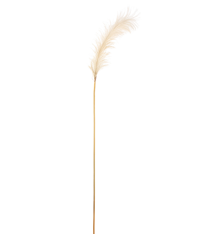 ΠΑΜΠΑΣ ΚΛΑΔΙ ΚΡΕΜ H148cm image