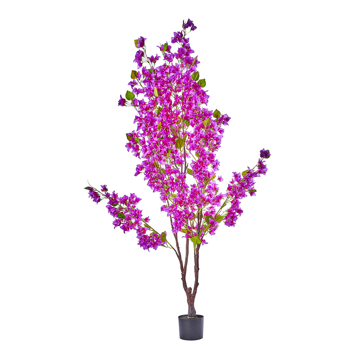 ΜΠΟΥΚΑΜΒΙΛΙΑ ΦΥΤΟ H180cm image