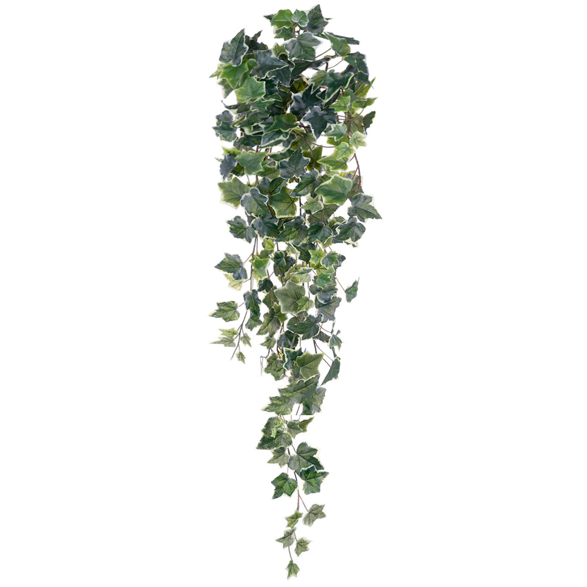 ΚΙΣΣΟΣ ΔΙΧΡΩΜΟΣ X 244 ΦΥΛΛΑ 96 CM image