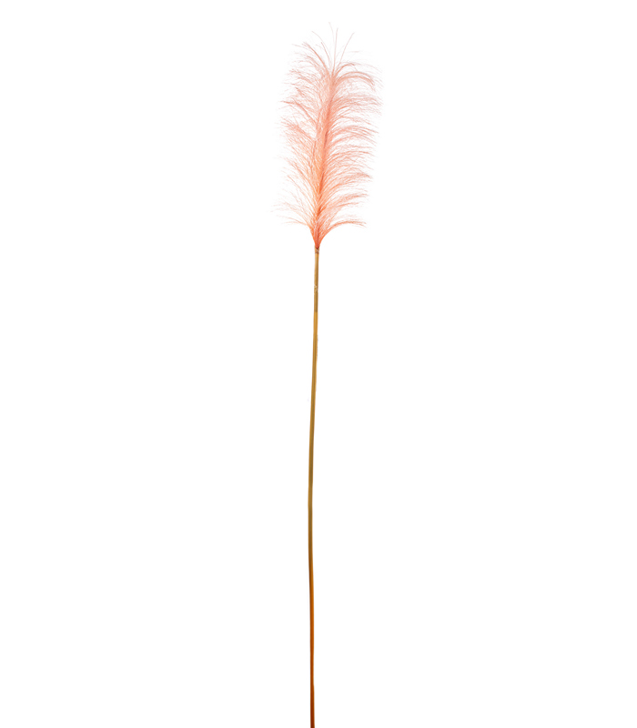 ΠΑΜΠΑΣ ΚΛΑΔΙ ΡΟΔΑΚΙΝΙ H148cm image
