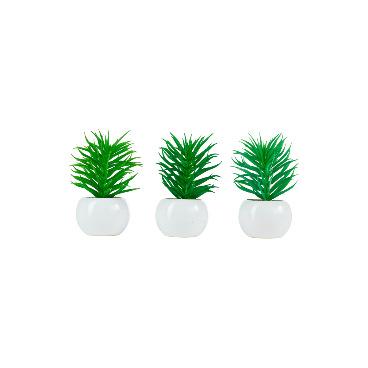 ΠΑΧΥΦΥΤΟ ASS/3 DUDLEYA ΣΕ ΚΕΡΑΜΙΚΟ ΛΕΥΚΟ 12cm image