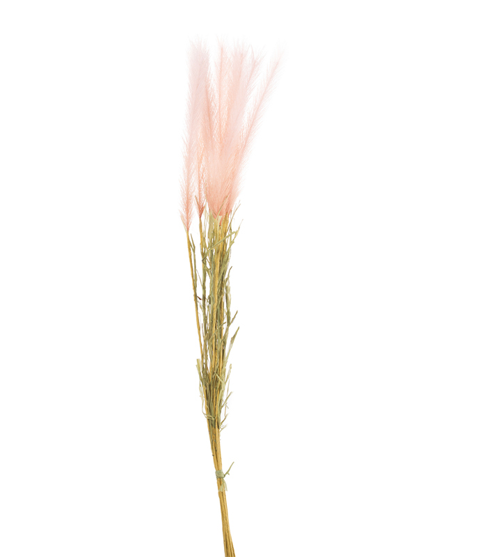 ΠΕΝΙΣΕΤΟ ΚΛΑΔΙ ΡΟΔΑΚΙΝΙ x 10 H86cm image