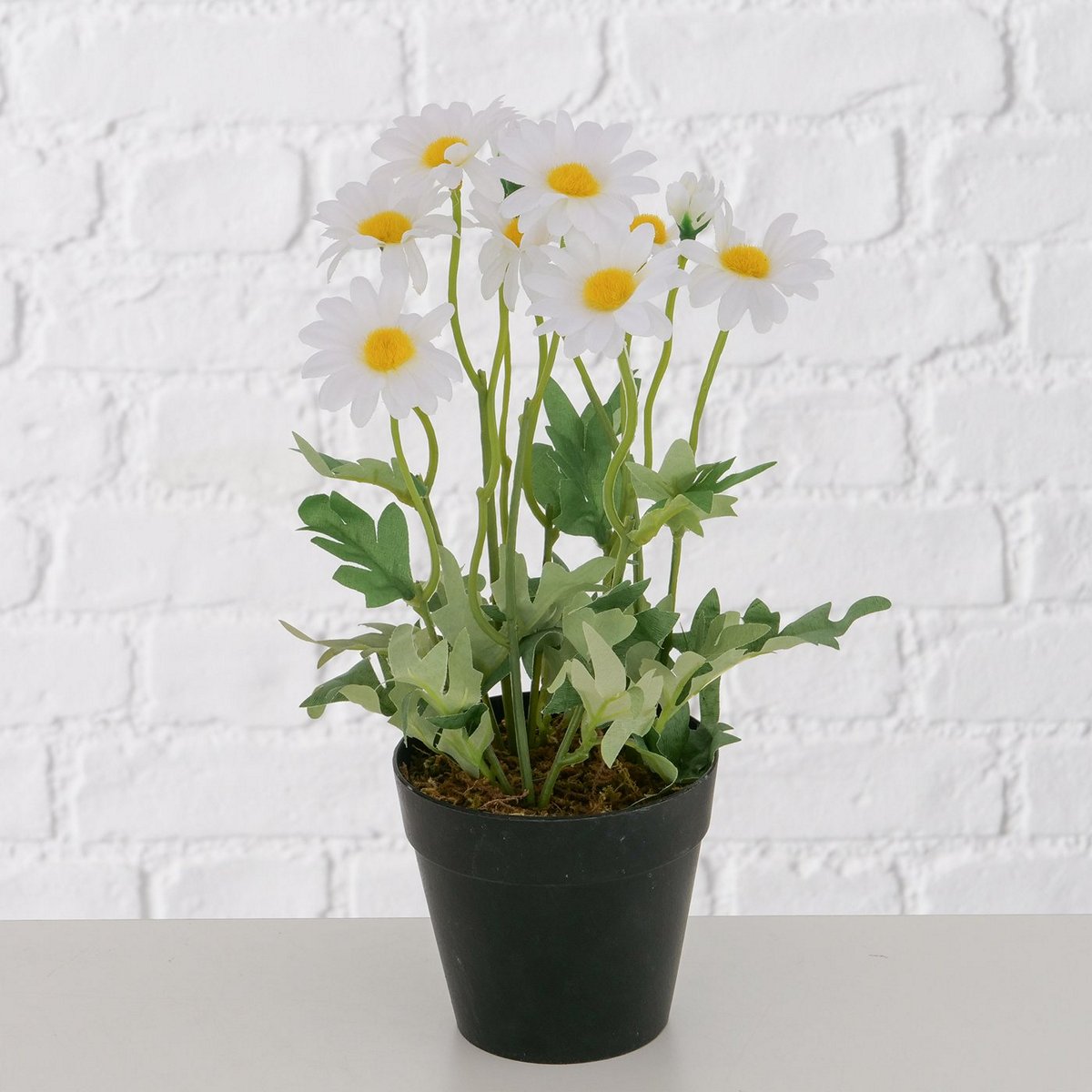 ΜΑΡΓΑΡΙΤΑ DAISY ΓΛΑΣΤΡΑ H28cm image